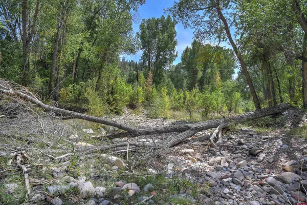 a view of a forest filled with trees