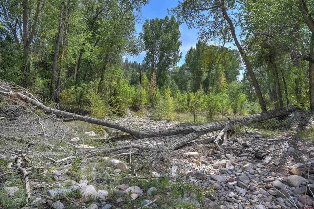 a view of a forest filled with trees