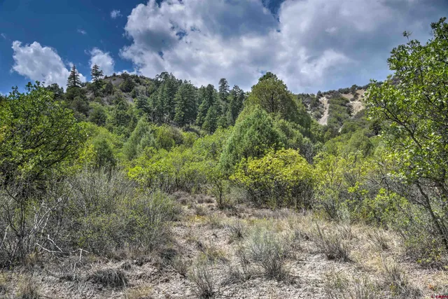 a view of a bunch of trees