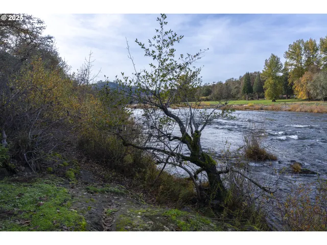a view of a yard with a tree