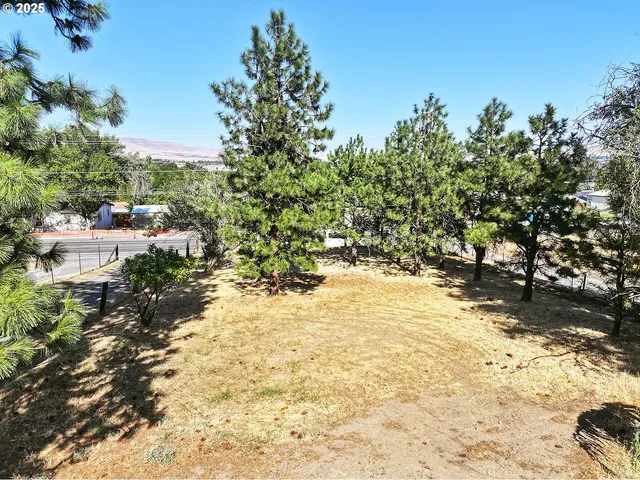 a view of a yard with trees