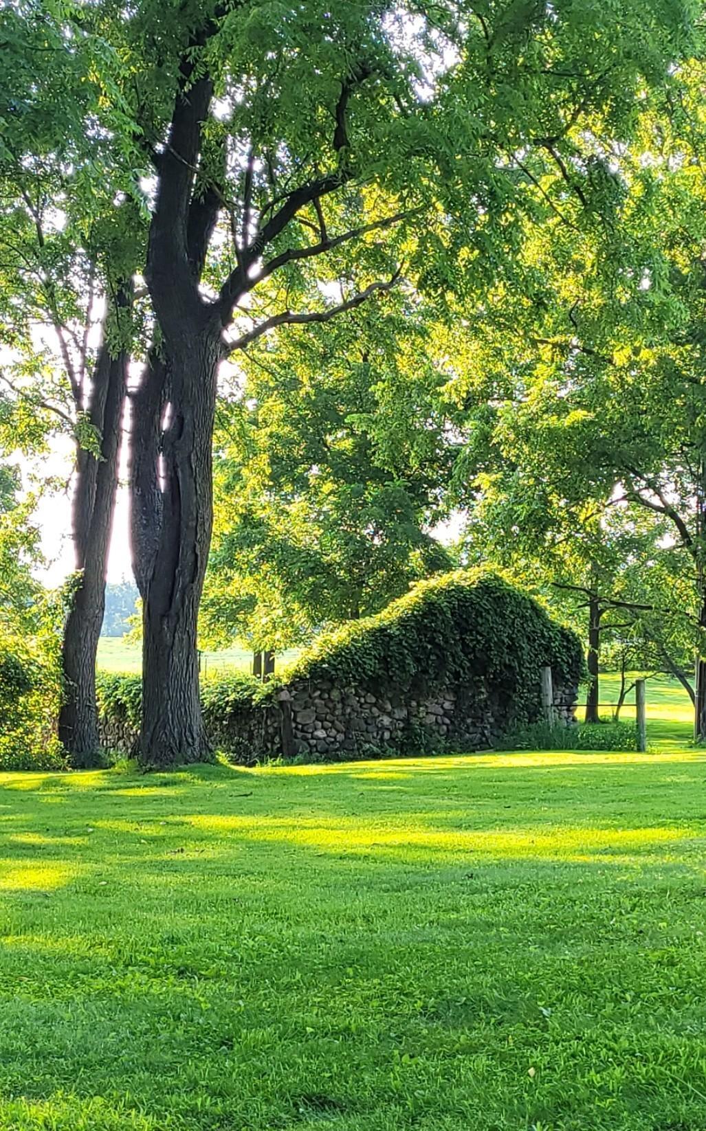 208 Glasgow Road Jackson, MI 49201 - Photo 69 of 94 Art in nature