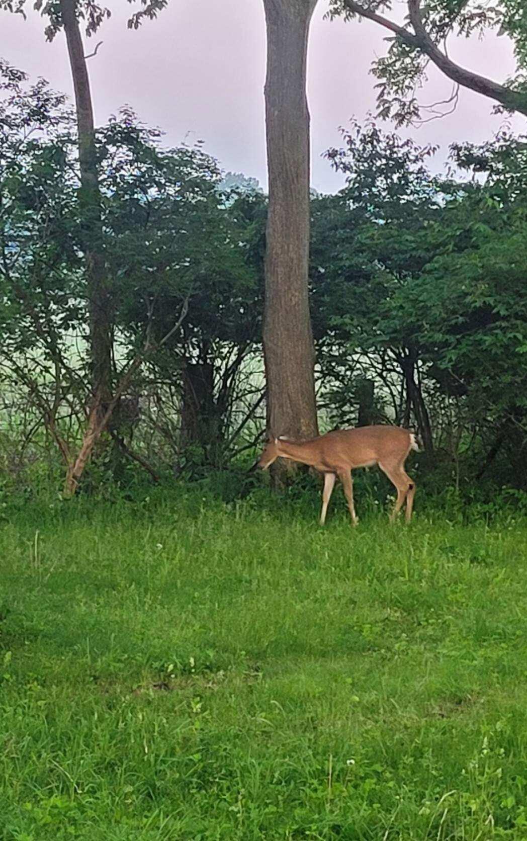 208 Glasgow Road Jackson, MI 49201 - Photo 70 of 94 Wildlife abounds