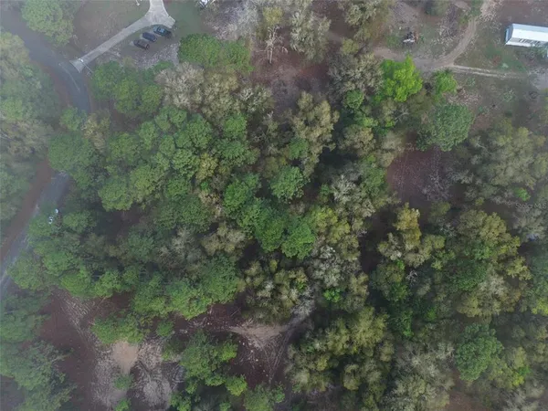 a view of a forest with plants and a forest