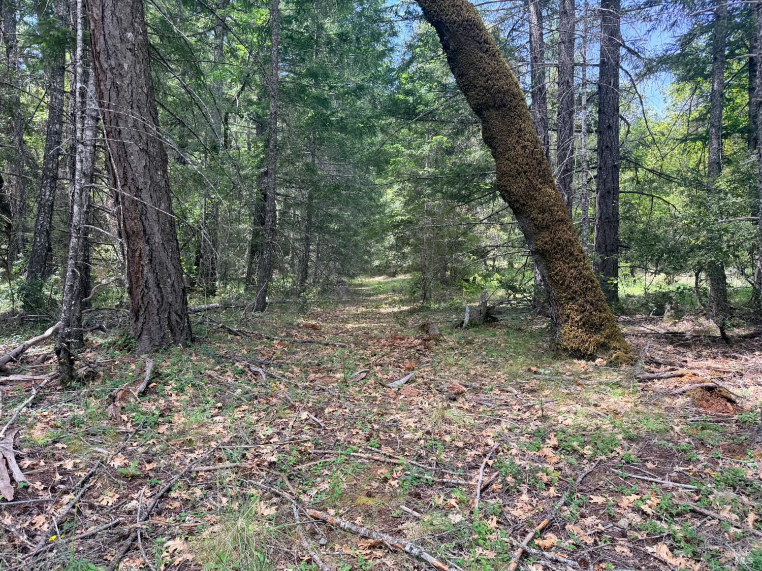 0 Registered Guest Road Laytonville, CA 95454 - Photo 11 of 18