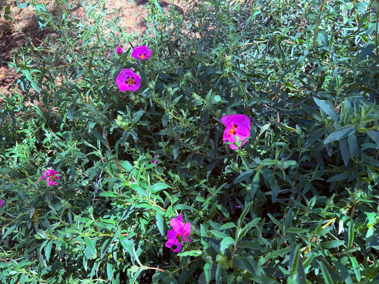 2021 Cedarville Road Somerset, CA 95684 - Photo 39 of 51