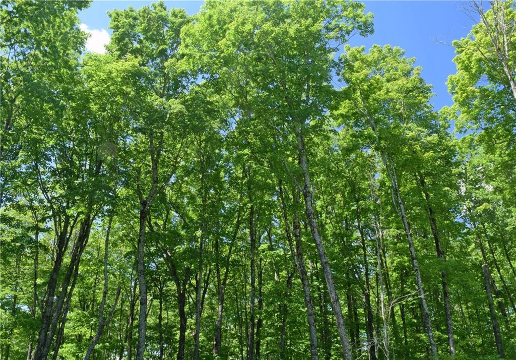 335 Franklin School Road Fort Kent, ME 04743 - Photo 32 of 35 View of the Maple Trees