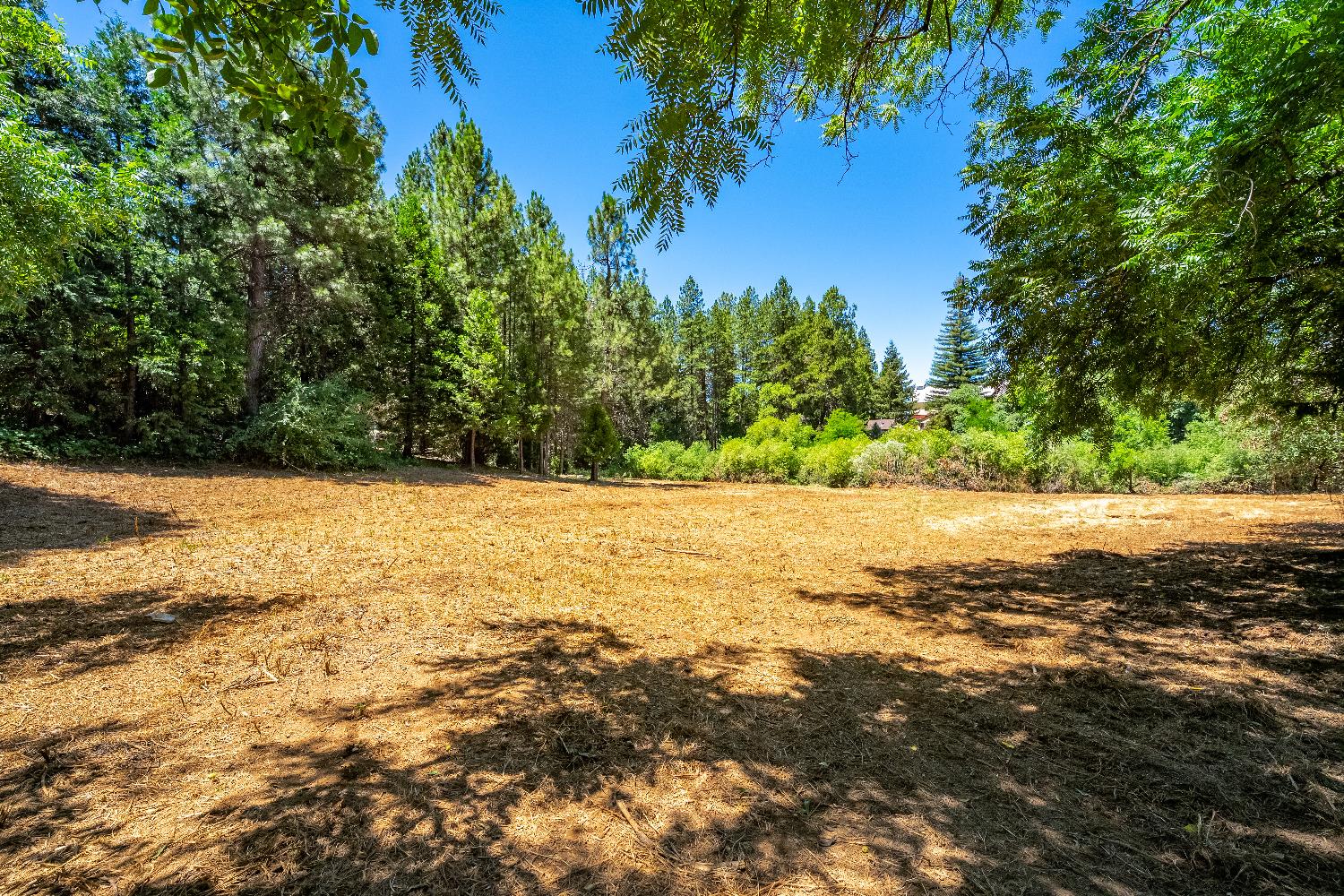 3238 South Street Georgetown, CA 95634 - Photo 11 of 15 a view of yard with large trees