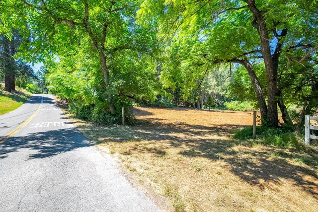 a view of a yard with plants and a large tree