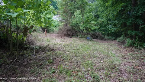 a view of a forest with trees in the background