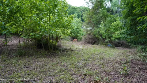 a view of a forest with trees in the background