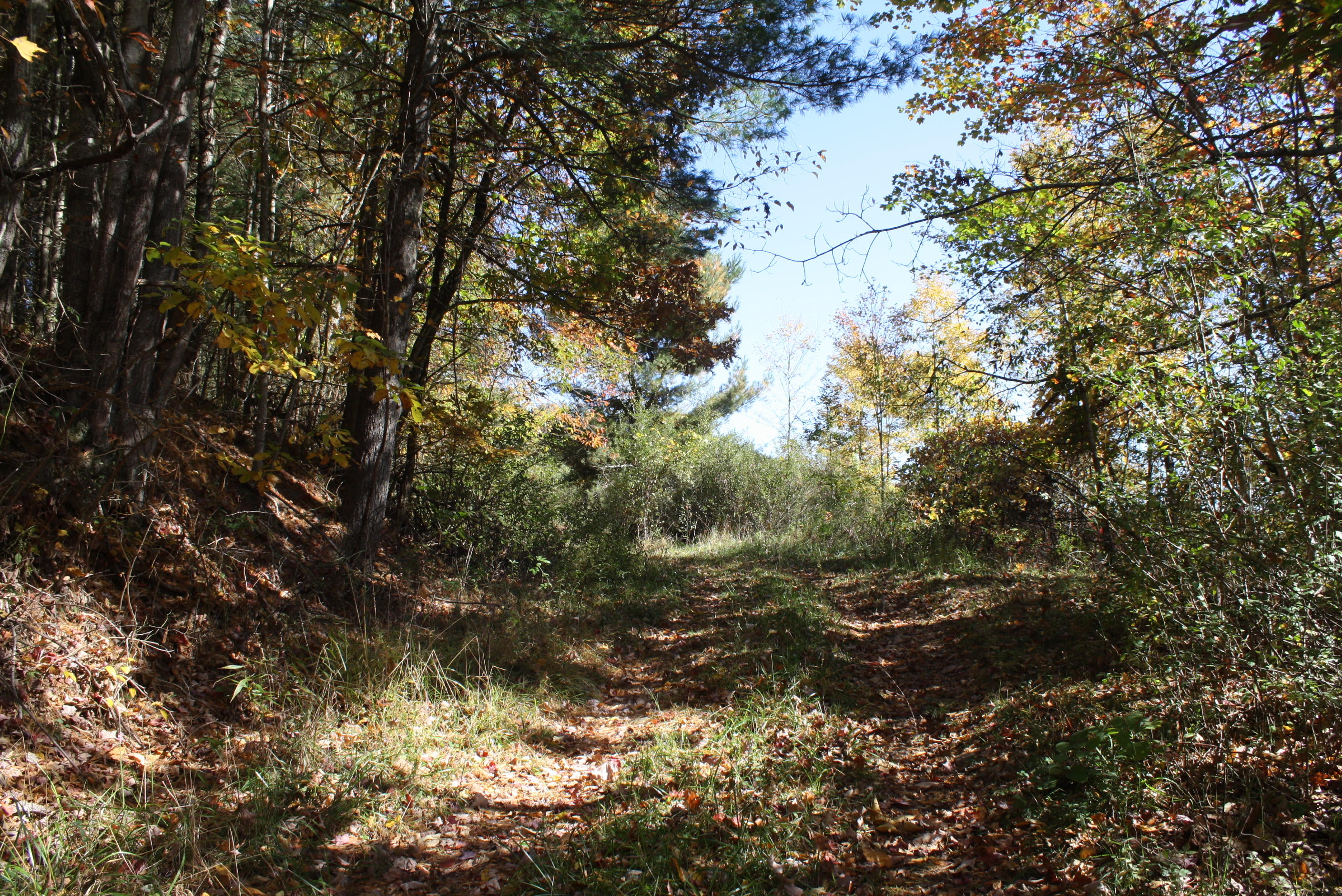Beech Run Road Jumping Branch, WV 25969 - Photo 6 of 45 Gallery Image 6