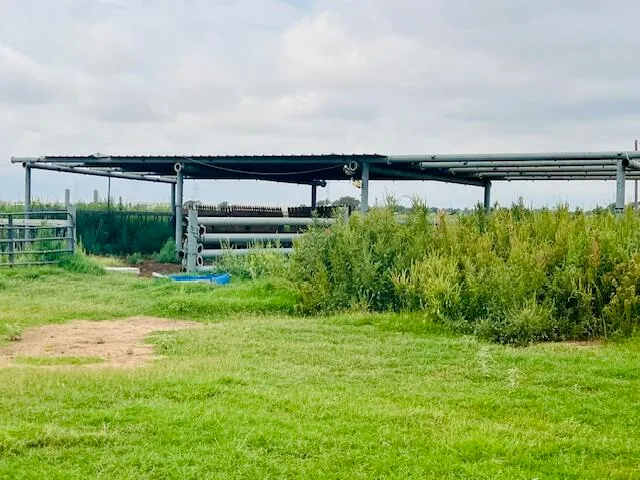 a view of a big yard with potted plants and large trees