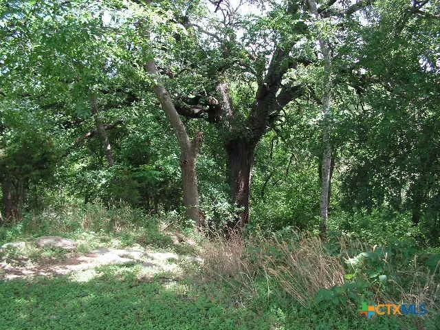 a view of a yard with plants and large trees