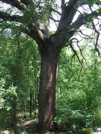 a view of a forest with trees