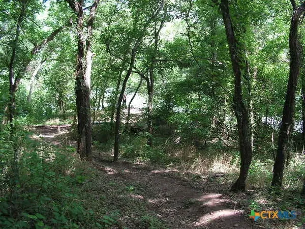 a view of a yard with plants and large trees