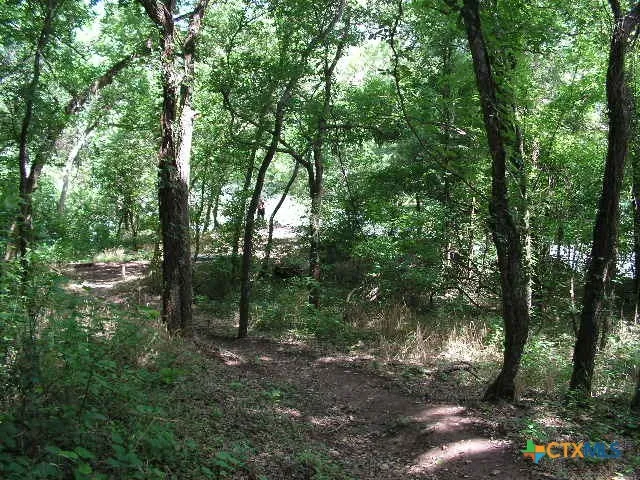 a view of a yard with plants and large trees