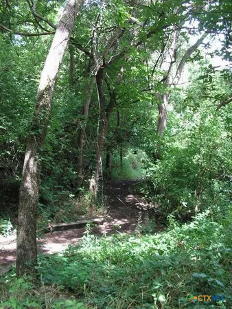 a view of a forest with trees