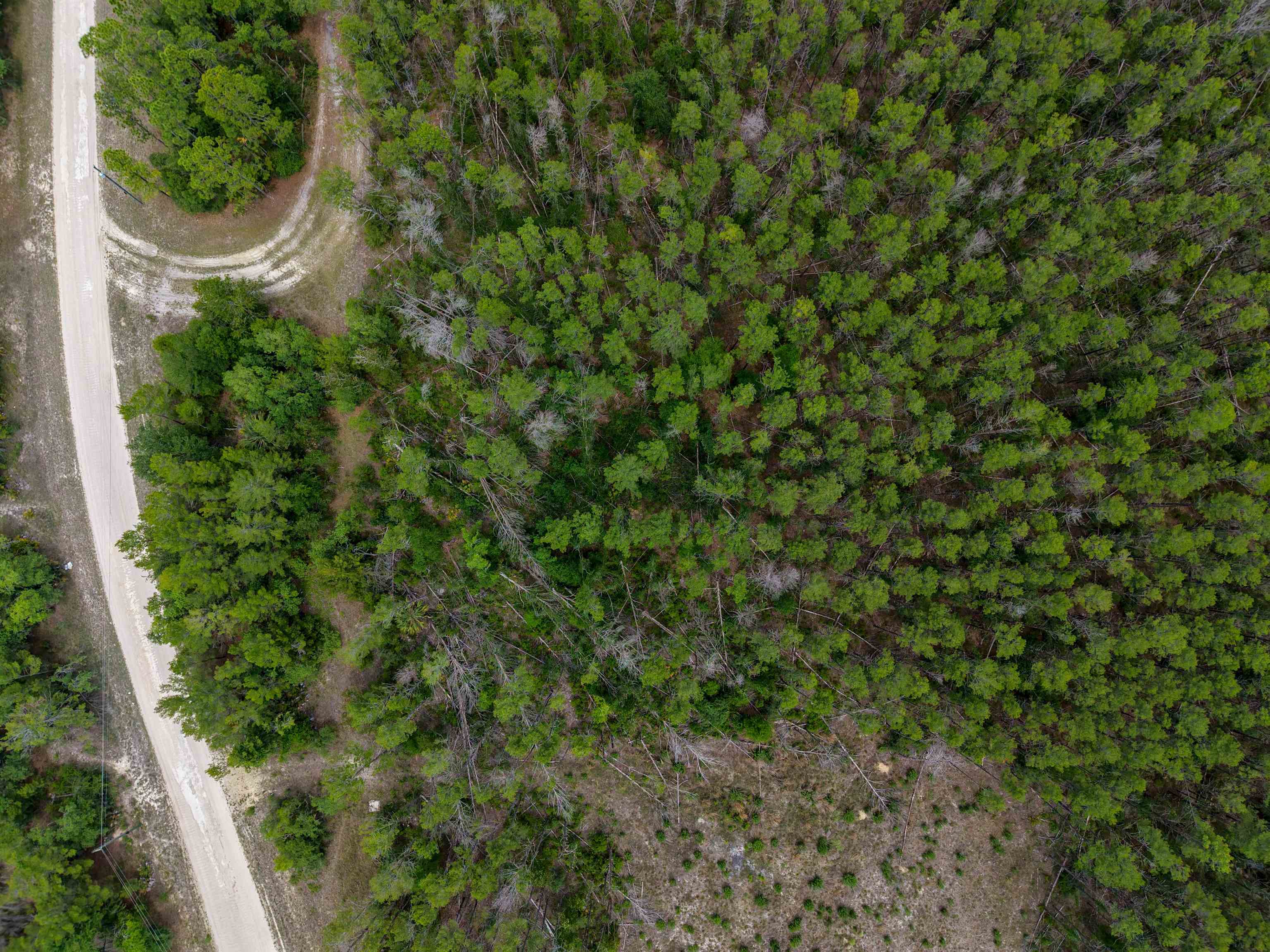 Tbd Ocean Pond Road Perry, FL 32348 - Photo 19 of 21