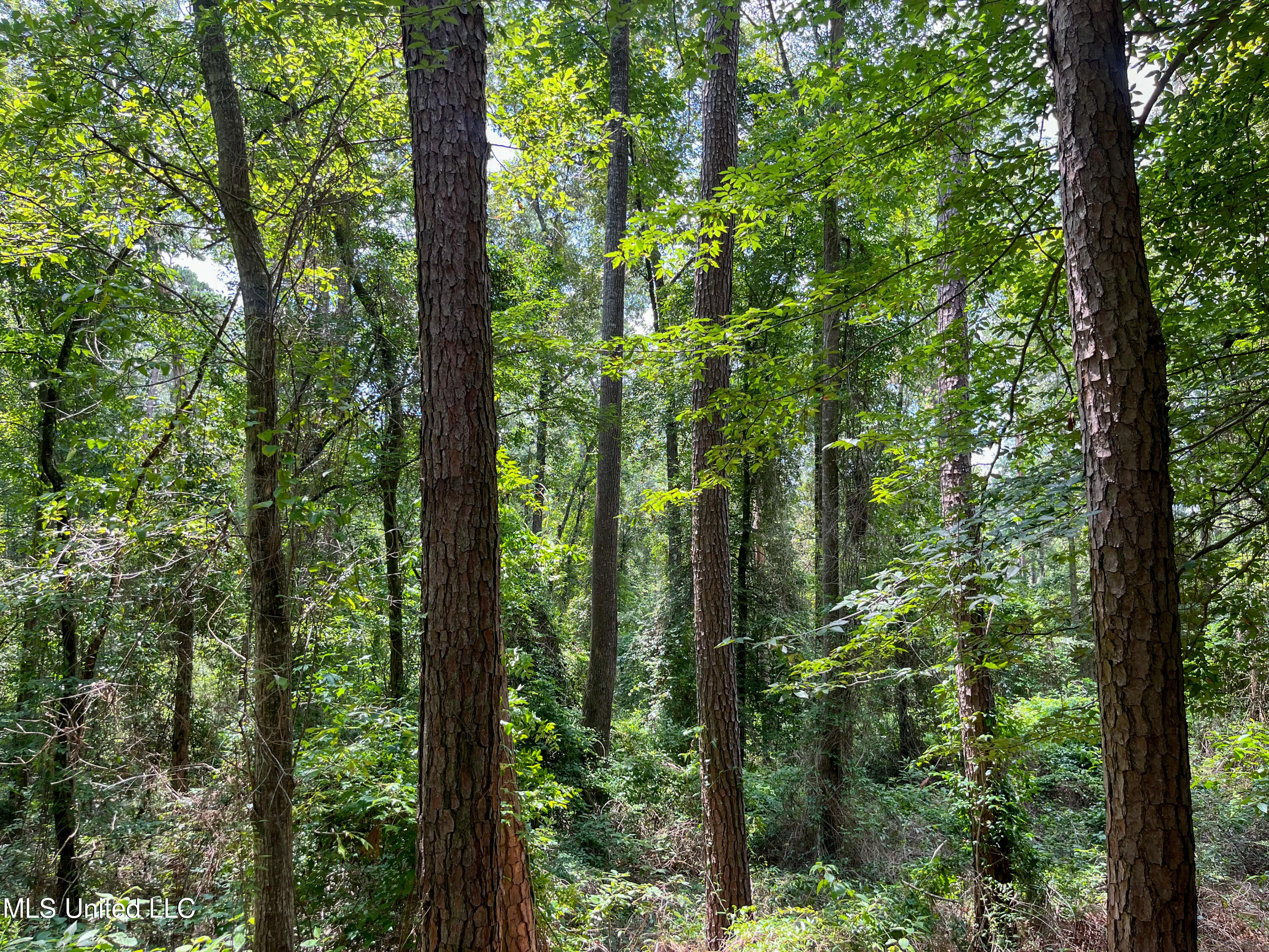 501-2 Smith County Road Raleigh, MS 39153 - Photo 16 of 52 IMG_7624