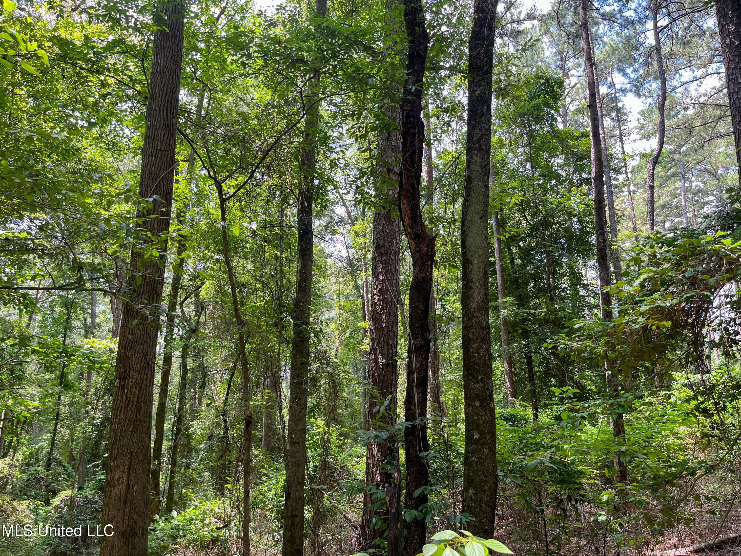 501-2 Smith County Road Raleigh, MS 39153 - Photo 25 of 52 IMG_7621