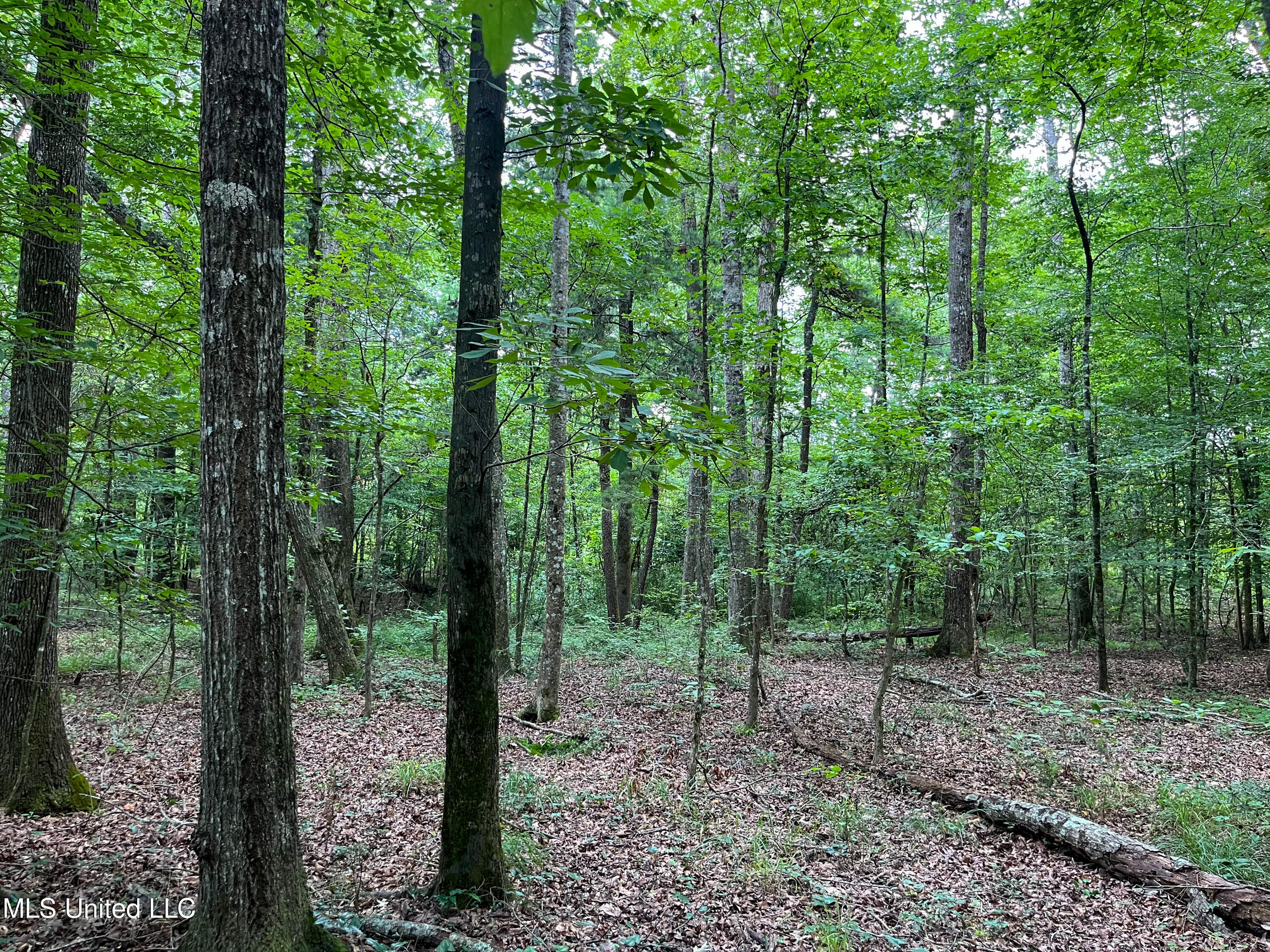 501-2 Smith County Road Raleigh, MS 39153 - Photo 39 of 52 IMG_7640