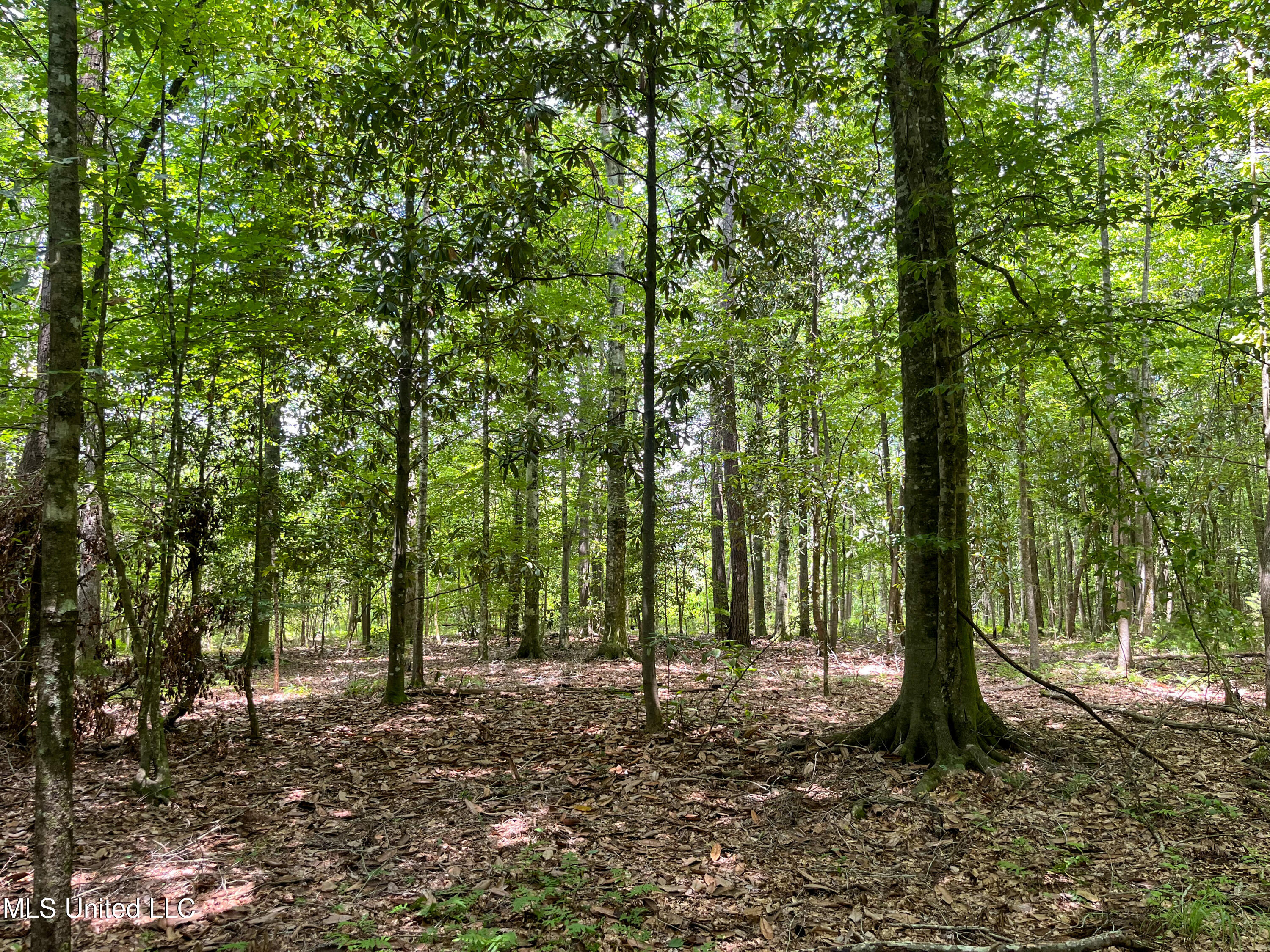 501-2 Smith County Road Raleigh, MS 39153 - Photo 45 of 52 IMG_7647
