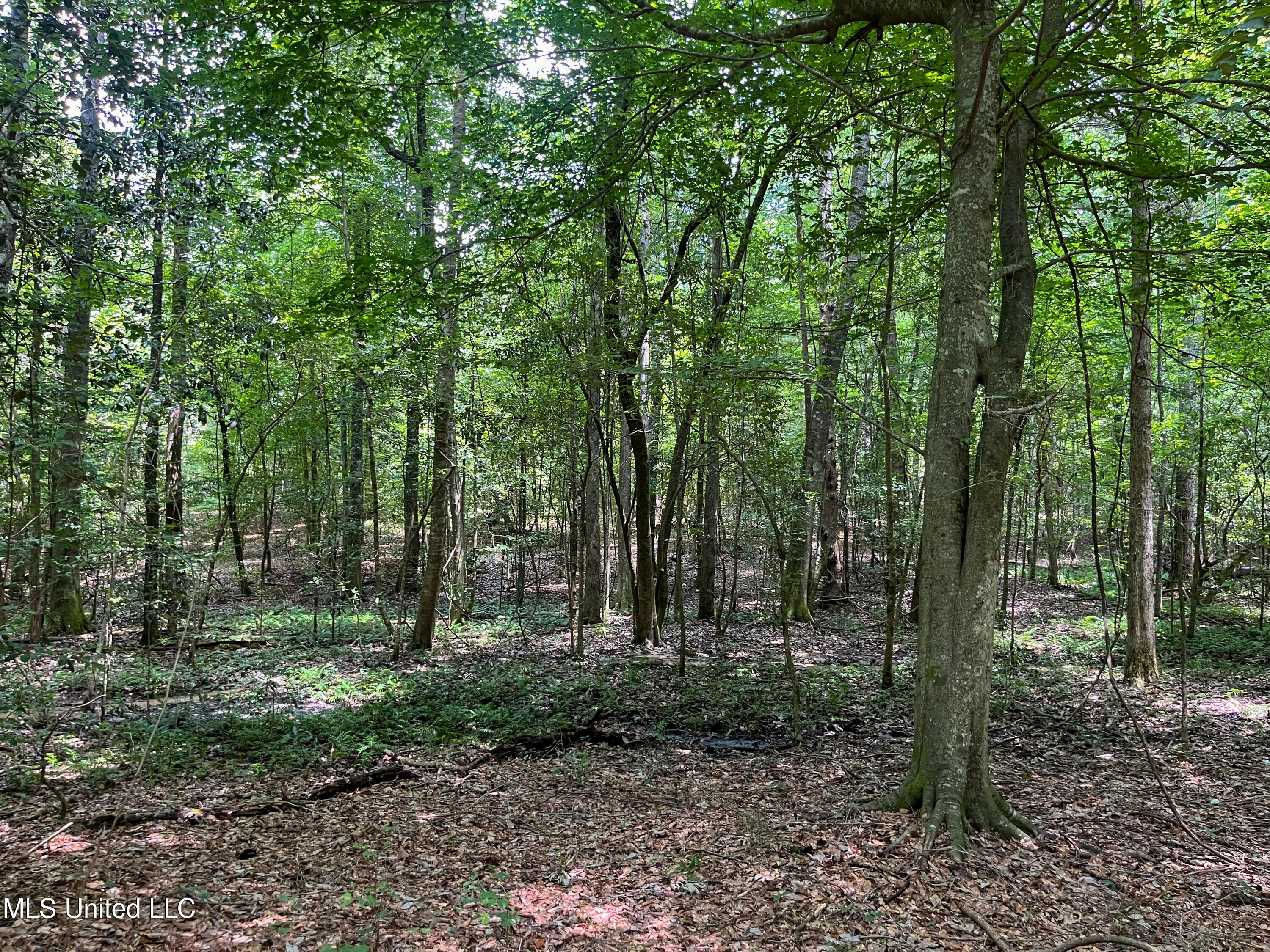 501-2 Smith County Road Raleigh, MS 39153 - Photo 47 of 52 IMG_7650