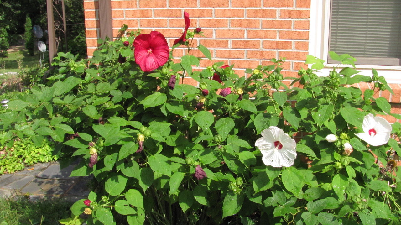 6383 Newport Road Catawba, VA 24070 - Photo 8 of 11 Landscaping