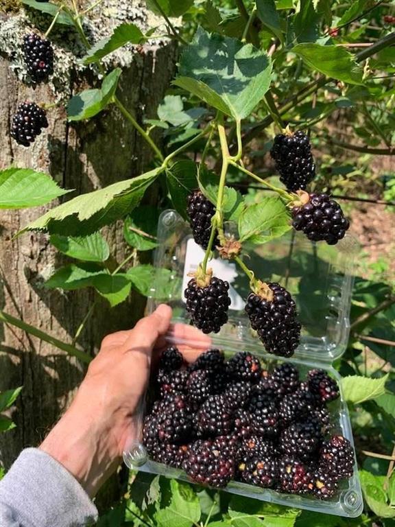 740 Little Rock Creek Road Cherry Log, GA 30522 - Photo 89 of 98