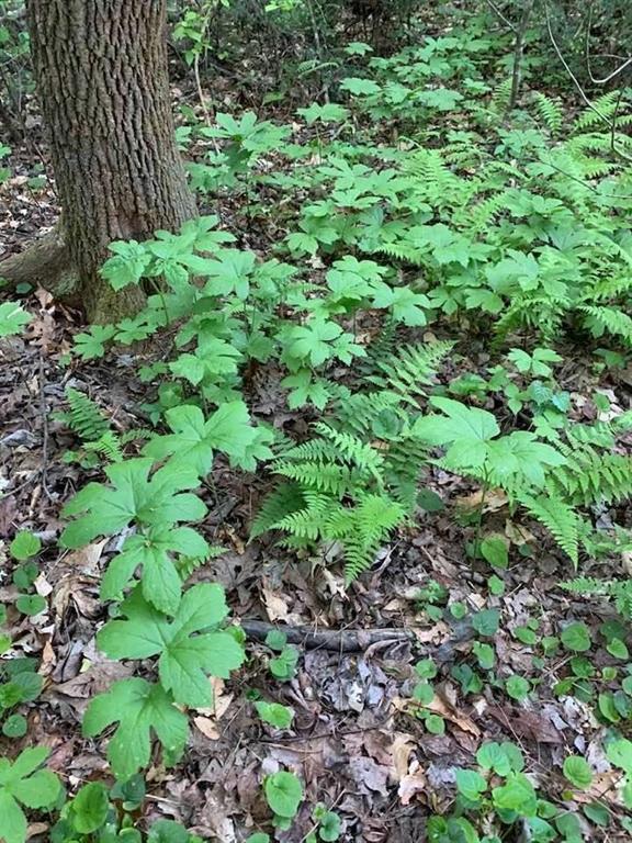 740 Little Rock Creek Road Cherry Log, GA 30522 - Photo 90 of 98 a plant view in yard
