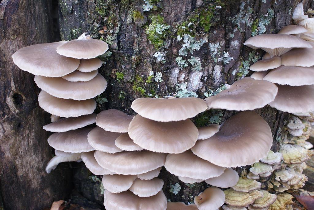 740 Little Rock Creek Road Cherry Log, GA 30522 - Photo 97 of 98