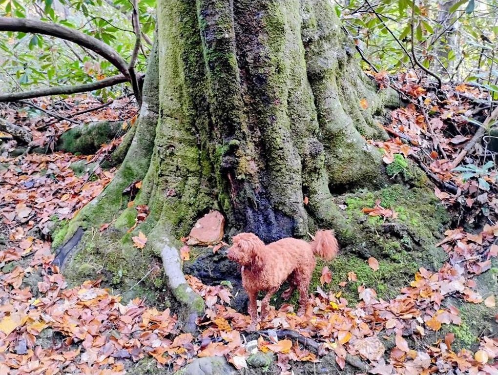 740 Little Rock Creek Road Cherry Log, GA 30522 - Photo 98 of 98