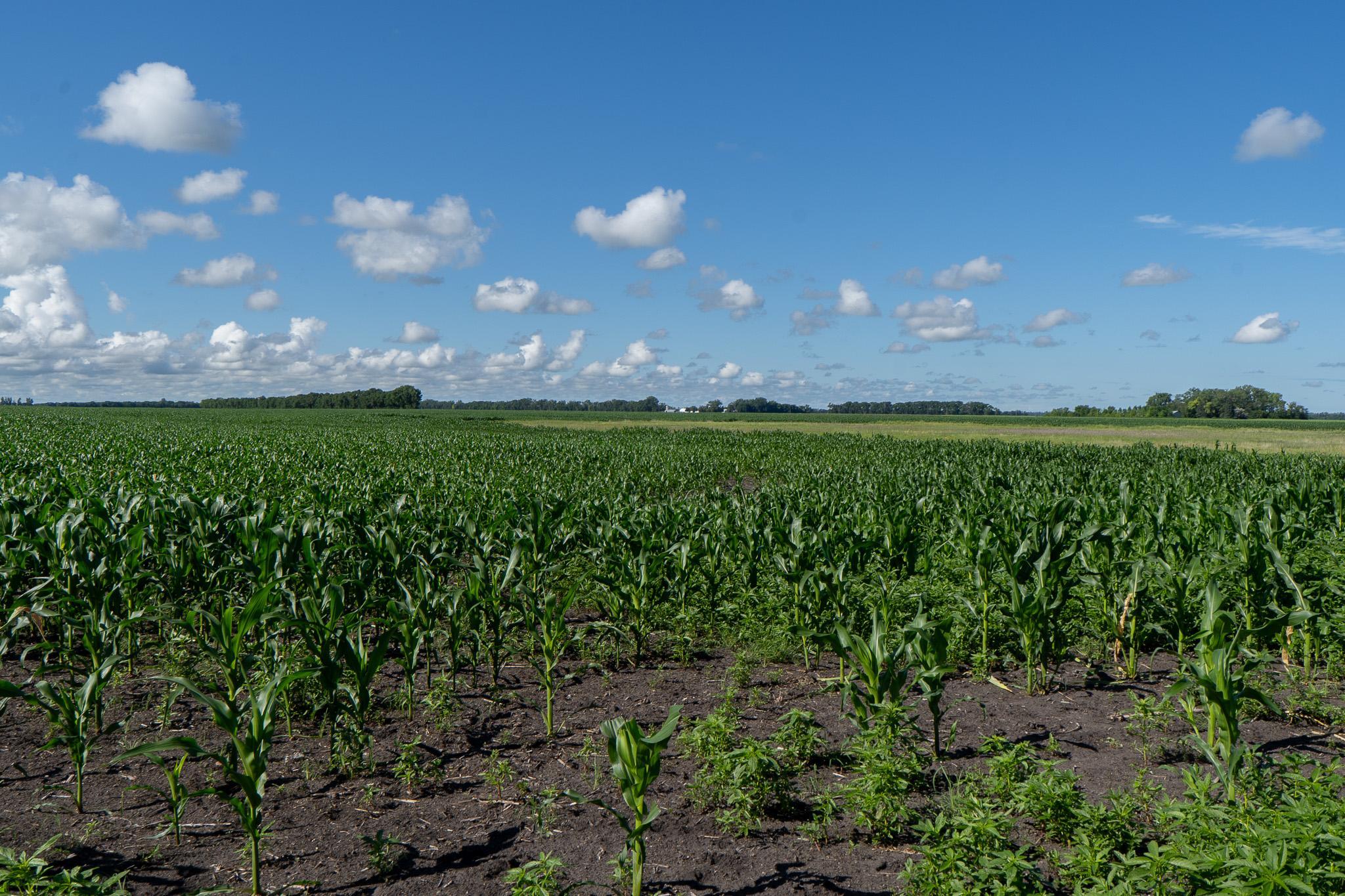26 St Tanberg Twp Mn 56579 Rothsay, MN 56579 - Photo 36 of 47