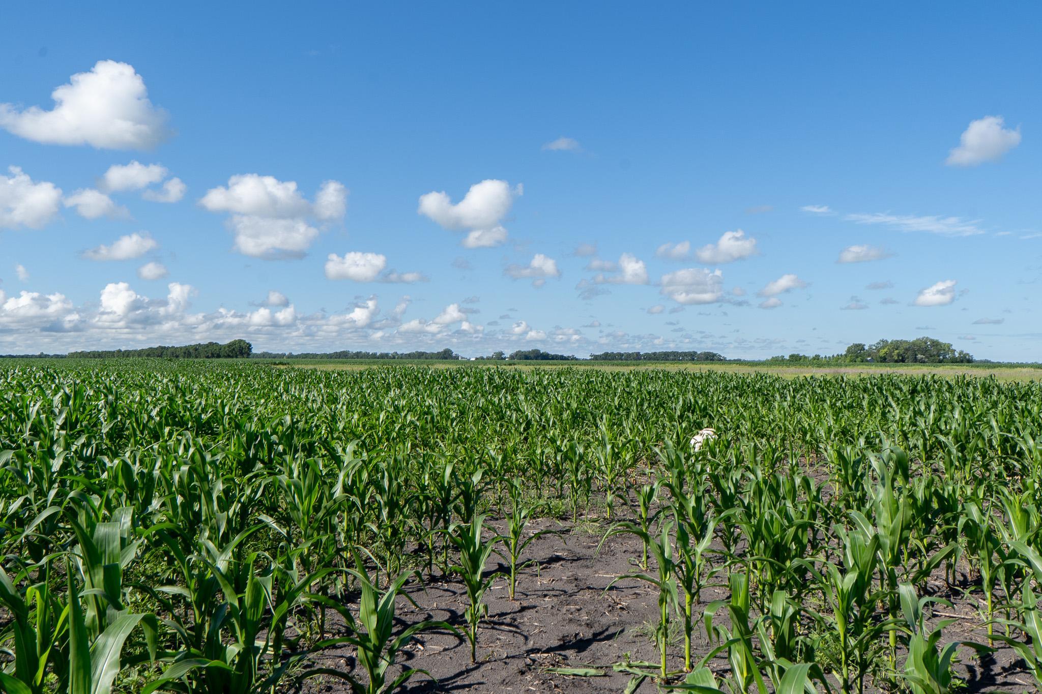 26 St Tanberg Twp Mn 56579 Rothsay, MN 56579 - Photo 38 of 47