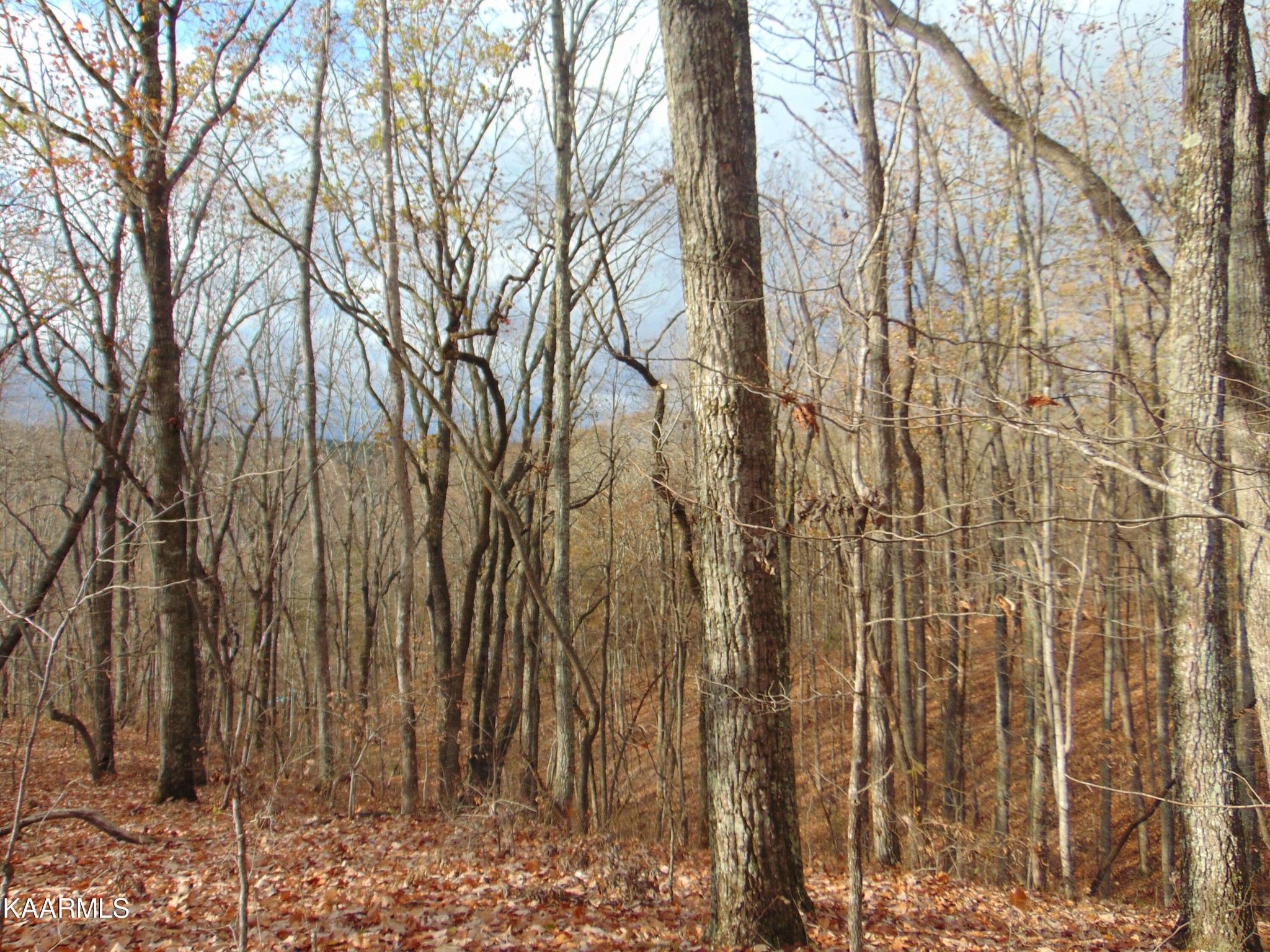 1056 County Road 179 Decatur, TN 37322 - Photo 16 of 24