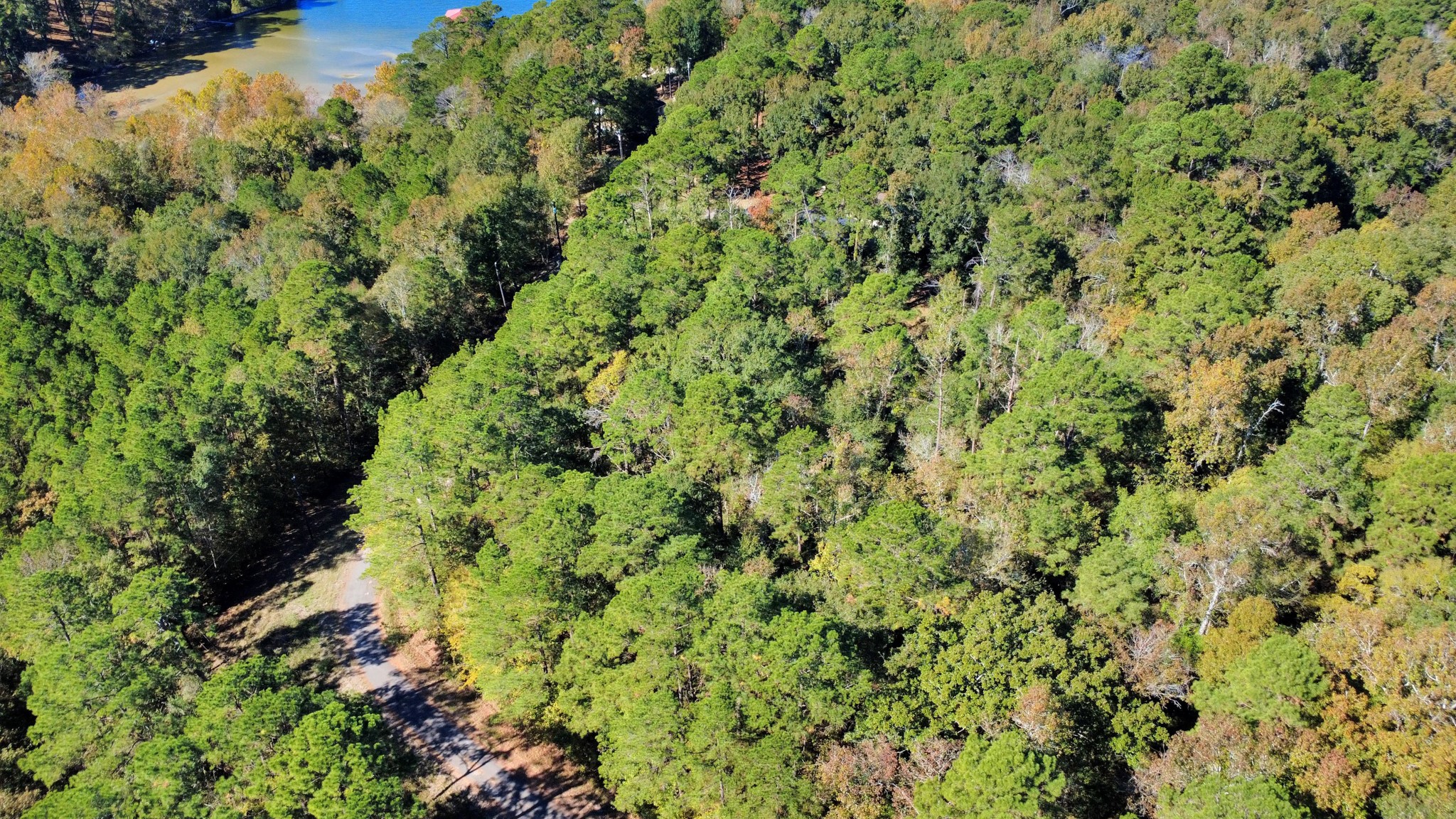 Tbd Deer Ridge Drive Livingston, TX 77351 - Photo 6 of 15 a view of a lush green forest with a park