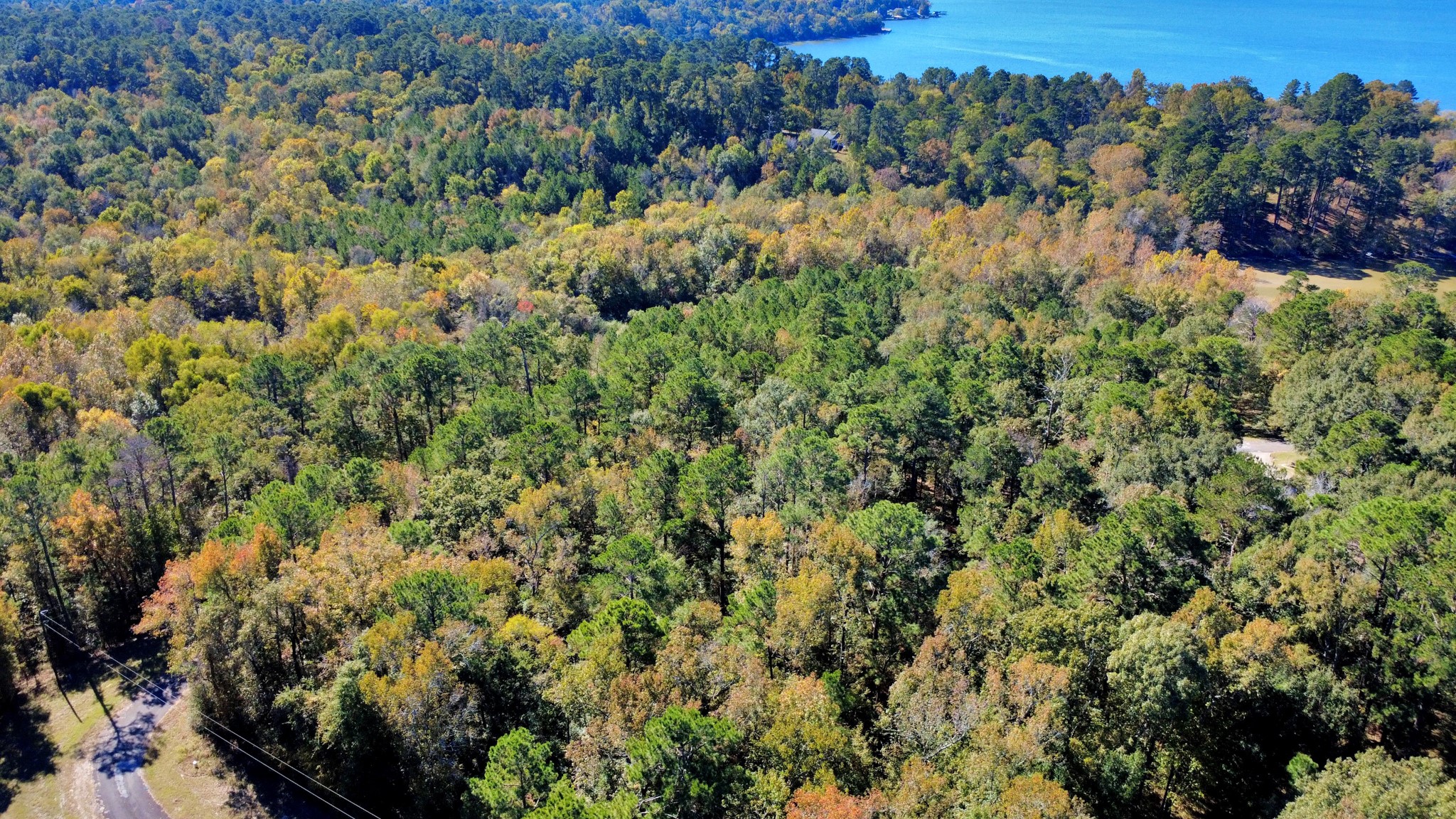 Tbd Deer Ridge Drive Livingston, TX 77351 - Photo 8 of 15 a view of a forest with a forest