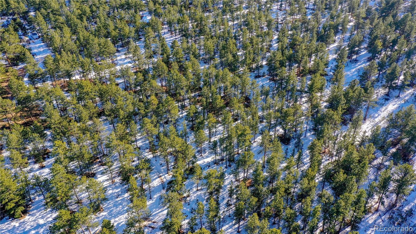 357 Big John Road Lyons, CO 80540 - Photo 4 of 17 a view of a tree