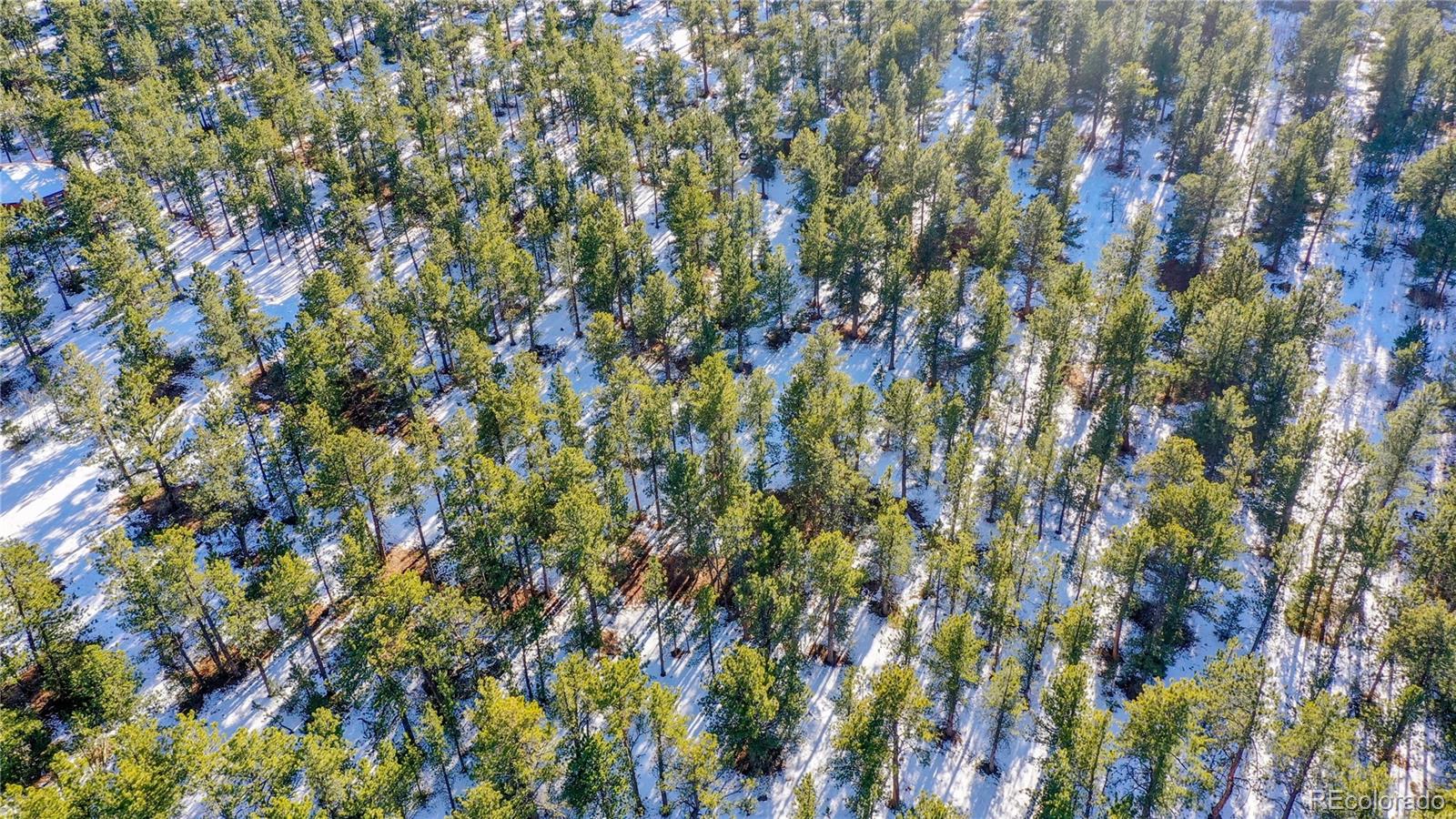 357 Big John Road Lyons, CO 80540 - Photo 5 of 17 a view of a lush green forest