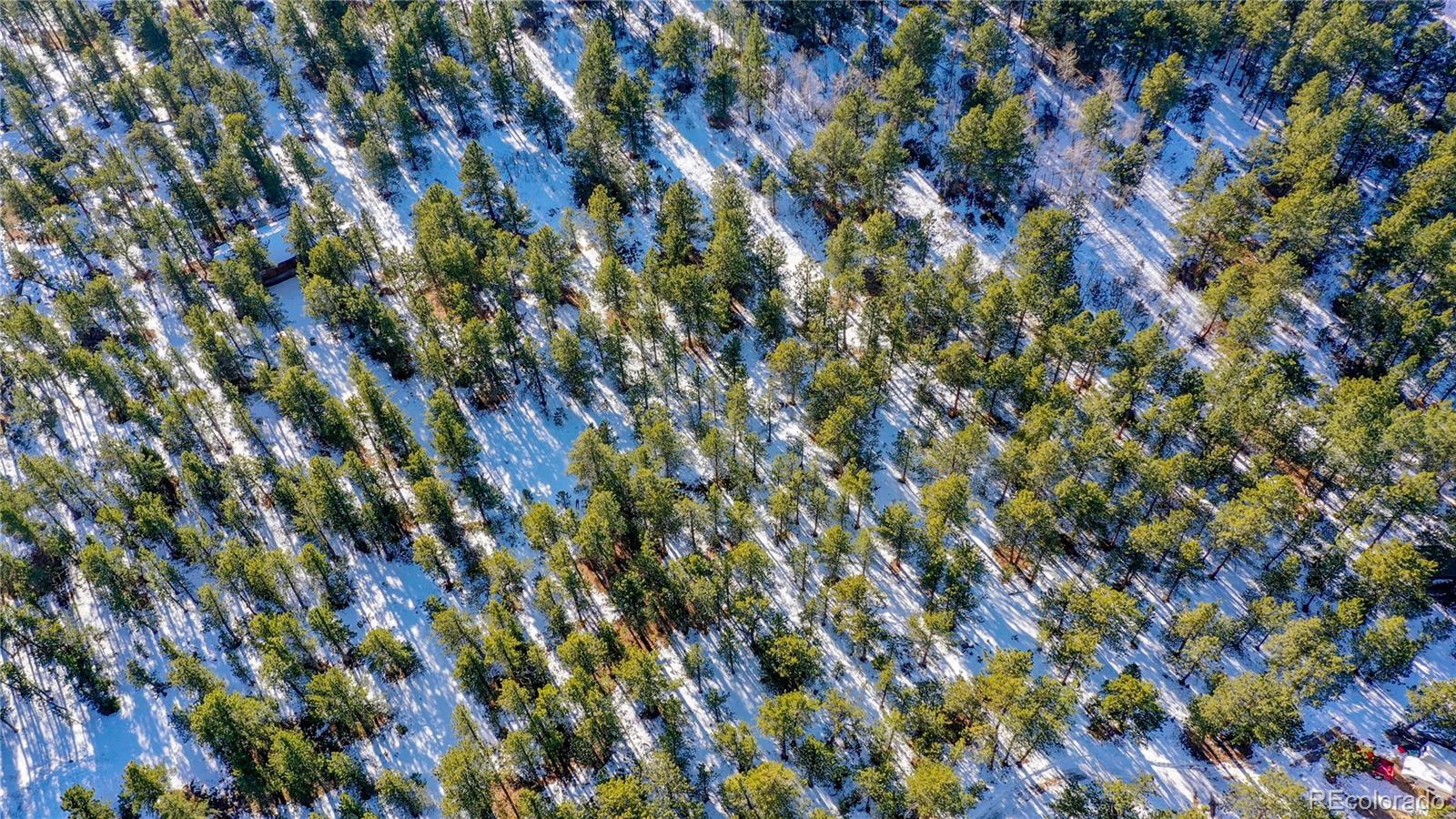 357 Big John Road Lyons, CO 80540 - Photo 6 of 17 a view of a tree