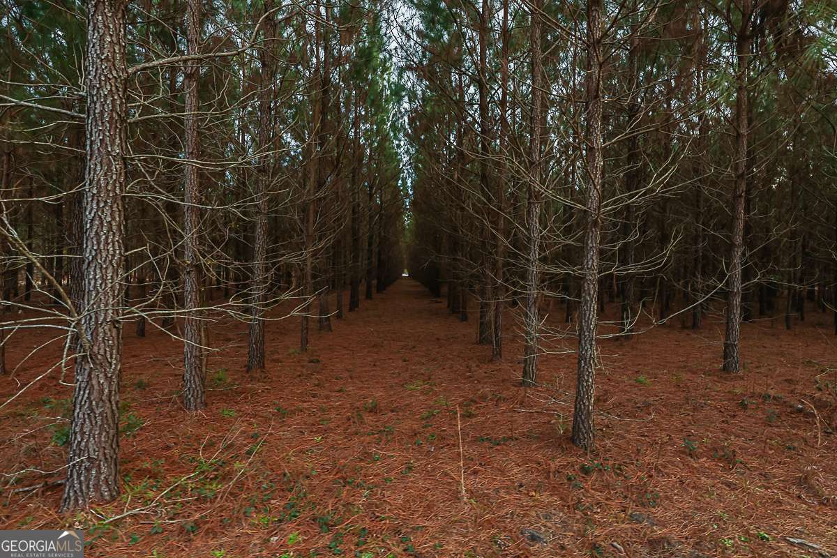 307 Chester Thomas Road Springfield, GA 31329 - Photo 51 of 53