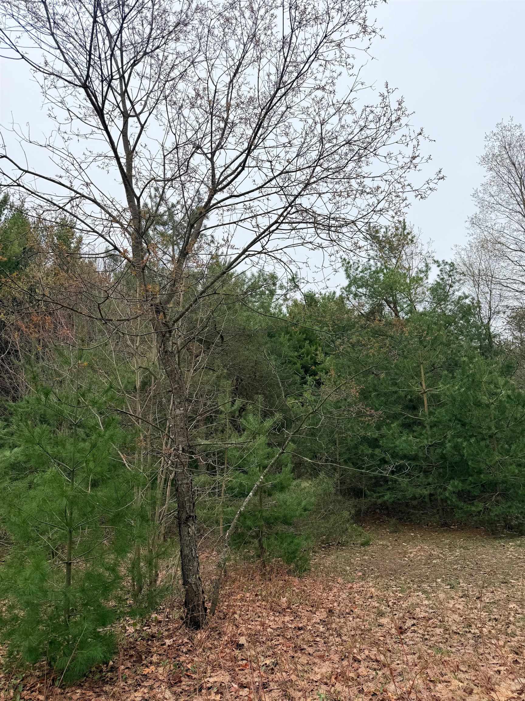 2 Woodland Trail, Unit PARCEL 2 Cedar, MI 49621 - Photo 6 of 19