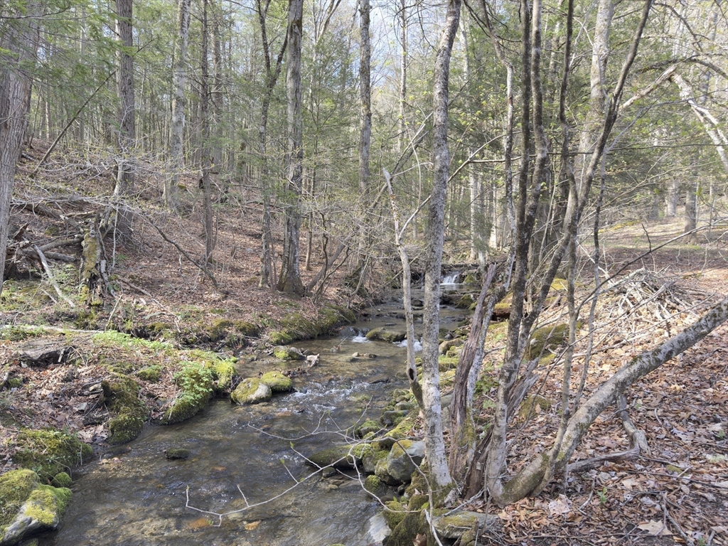 138 East Buckland Road Buckland, MA 01370 - Photo 4 of 11 a view of a forest with large trees