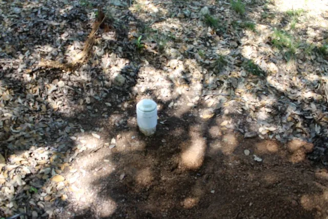 a view of a yard with a tree