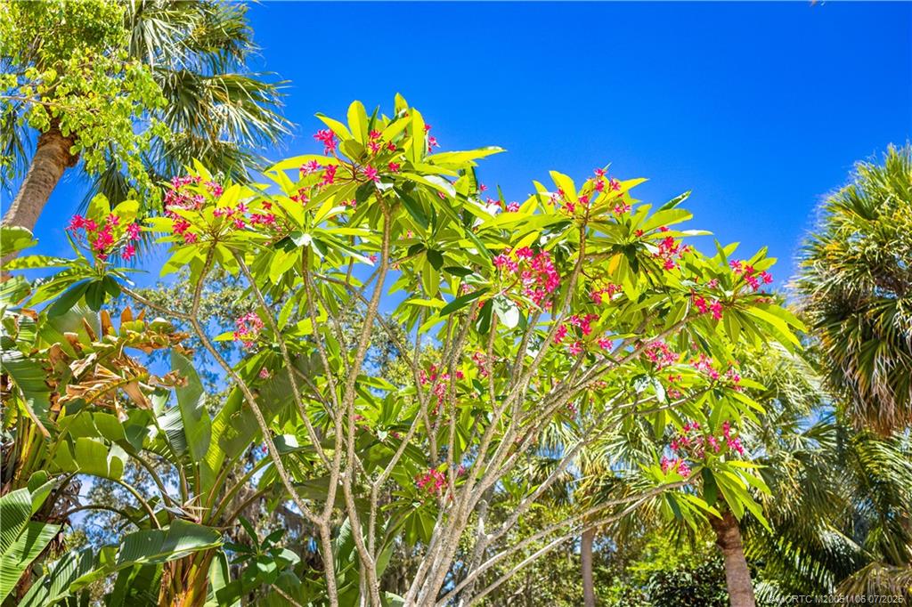 4 Emarita Way Stuart, FL 34996 - Photo 41 of 47 a view of a flower in a garden