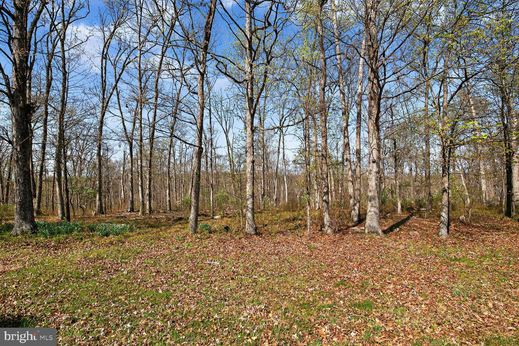 21733 Oatlands Road Aldie, VA 20105 - Photo 48 of 50 a backyard of a house with lots of green space
