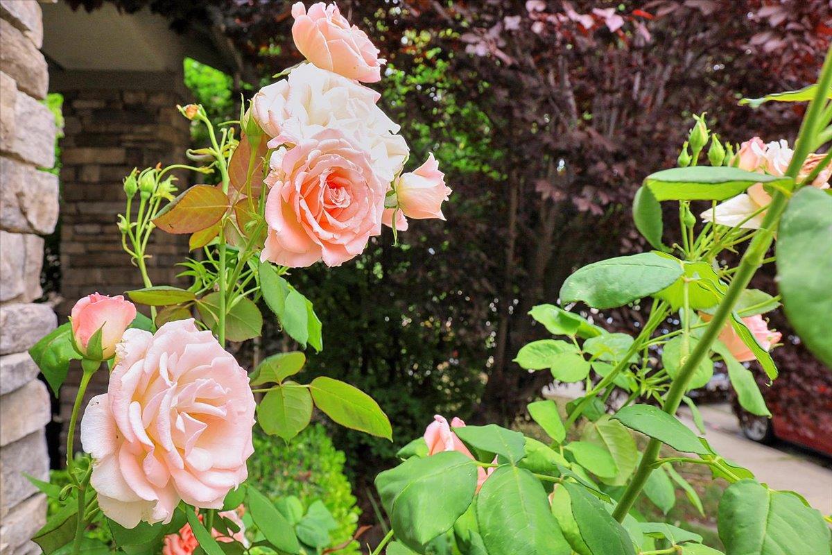 10022 Spring View Way Elk Grove, CA 95757 - Photo 4 of 51