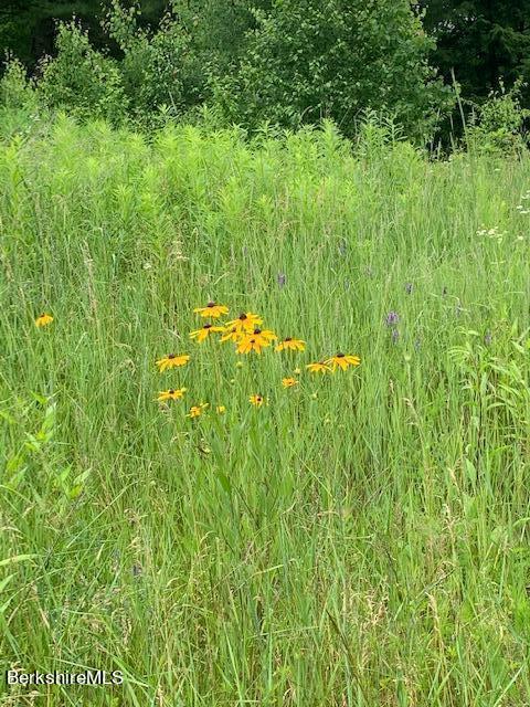 633 Quarry Road Becket, MA 01223 - Photo 9 of 10 a view of a lush green space