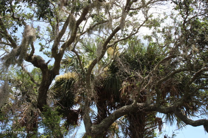 Lovely Live Oak canopy